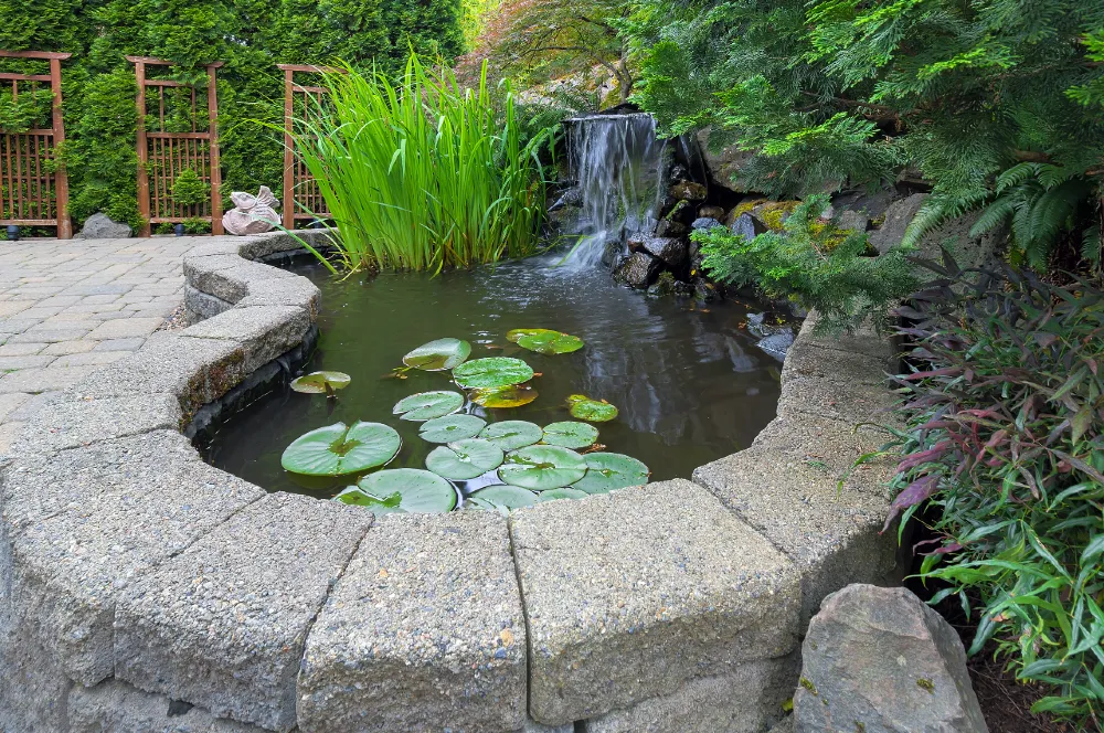 A small backyard pond with a waterfall